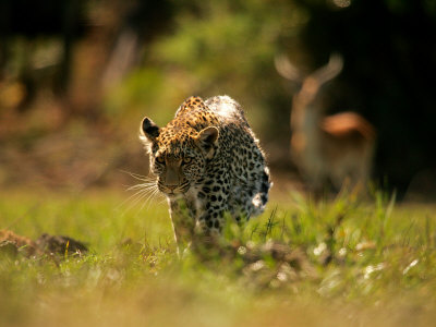 Leopard Hunting With Impala In The Background by Beverly Joubert Pricing Limited Edition Print image