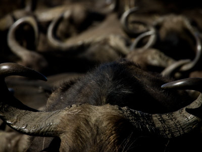 View Across The Head And Horns Of A Herd Of African Buffalo by Beverly Joubert Pricing Limited Edition Print image