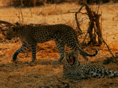 Leopards by Beverly Joubert Pricing Limited Edition Print image