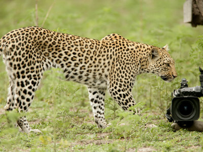 Leopard, Panthera Pardus by Beverly Joubert Pricing Limited Edition Print image