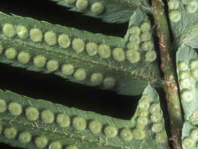 Underside Of Western Sword Fern, Polystichum Munitum, Showing Sori by Stephen Sharnoff Pricing Limited Edition Print image