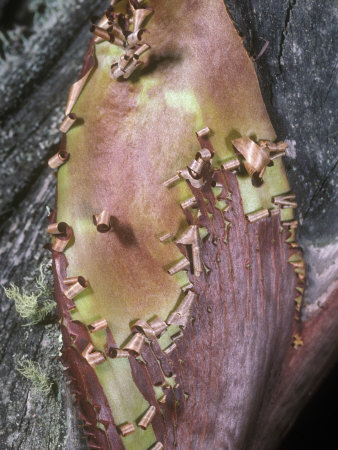 Close-Up Of Red Peeling Bark Of The Madrone Tree, Arbutus Menziesii by Stephen Sharnoff Pricing Limited Edition Print image