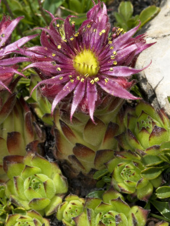 Flower Of Sempervivum Montanum, Or Mountain Houseleek by Stephen Sharnoff Pricing Limited Edition Print image