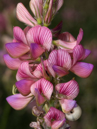 Pink Flowers Of Onobrychis, Possibly O. Sativa, Or Sanfoin by Stephen Sharnoff Pricing Limited Edition Print image