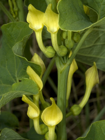 Aristolochia Clematitis, Or Birthwort by Stephen Sharnoff Pricing Limited Edition Print image