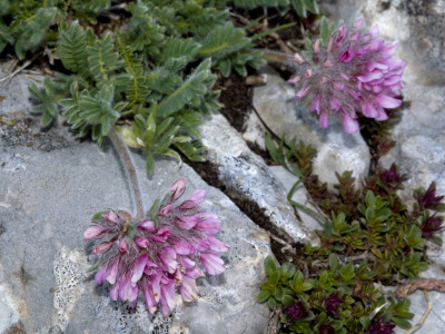 Anthyllis Montana, Or Mountain Kidney-Vetch by Stephen Sharnoff Pricing Limited Edition Print image