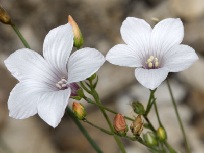 Flowers Of Linum Suffruticosum, Le Lin Sous-Arbrisseau, Or White Flax by Stephen Sharnoff Pricing Limited Edition Print image