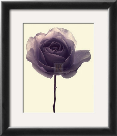 Transparent Rose I by Katja Marzahn Pricing Limited Edition Print image