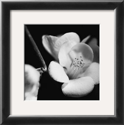 Quince Blossoms V by Renee Stramel Pricing Limited Edition Print image