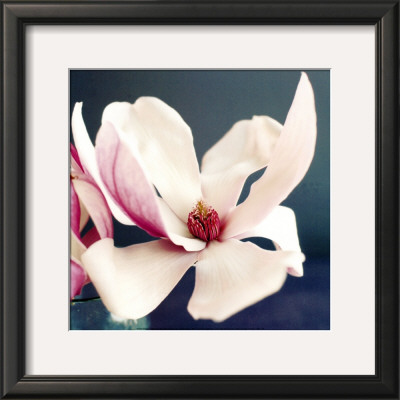 Magnolia by Amelie Vuillon Pricing Limited Edition Print image