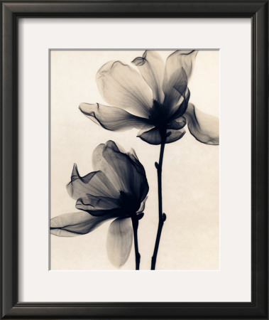 Saucer Magnolia by Judith Mcmillan Pricing Limited Edition Print image