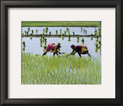 Paddy Fields Of Tamil Nadu by Olivier Föllmi Pricing Limited Edition Print image