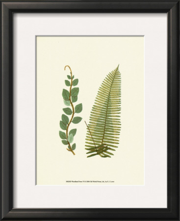 Woodland Ferns Vi by Edward Lowe Pricing Limited Edition Print image