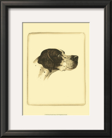 Danchin Pointer by Danchin Pricing Limited Edition Print image