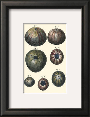 Sea Shells Iv by Denis Diderot Pricing Limited Edition Print image