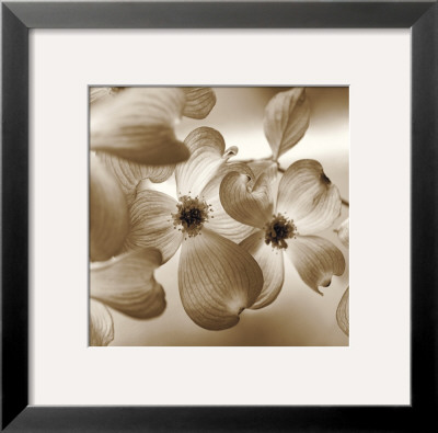 Dogwood by Ann Dahlgren Pricing Limited Edition Print image
