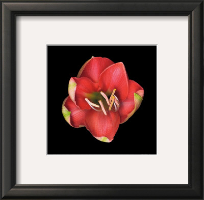 Coral Tulip by Joson Pricing Limited Edition Print image