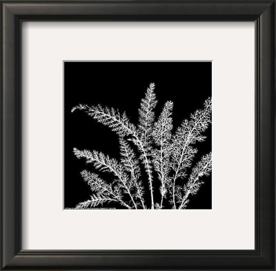Black And White Ferns I by Patti Socci Pricing Limited Edition Print image