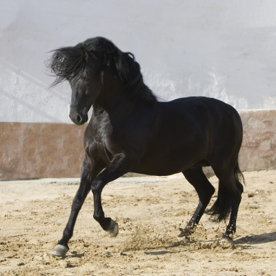 Black Andalusian Stallion Cantering In Arena Yard, Osuna, Spain by Carol Walker Pricing Limited Edition Print image