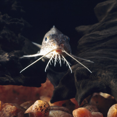 Naked Catfish Head Portrait Showing Barbels, From Africa by Jane Burton Pricing Limited Edition Print image