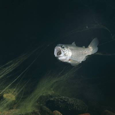 Rainbow Trout With Mouth Open, From Europe by Jane Burton Pricing Limited Edition Print image