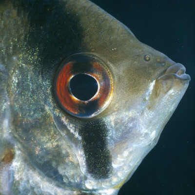 Angelfish Head Portrait, From Rivers Of Amazon Basin, South America by Jane Burton Pricing Limited Edition Print image