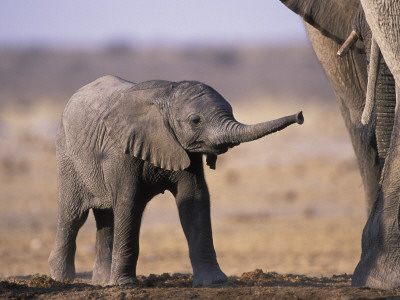 African Elephant Baby, Etosha National Park, Namibia by Tony Heald Pricing Limited Edition Print image