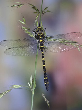Golden-Ringed Dragonfly (Cordulegaster Boltonii) Uk by Kim Taylor Pricing Limited Edition Print image