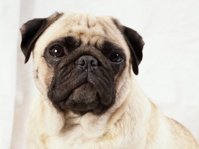 Pug Dog by Steimer Pricing Limited Edition Print image