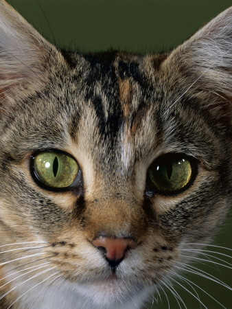 Domestic Cat, Tabby Tortoiseshell, Close-Up Of Eyes With Pupils Dilated Closed In Bright Light by Jane Burton Pricing Limited Edition Print image