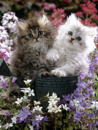 Domestic Cat, Tabby And Siver Chinchilla Persian Kittens, By Watering Can Among Bellflowers by Jane Burton Pricing Limited Edition Print image