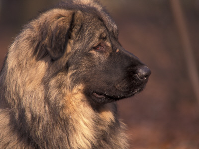 Owatcha Face Portrait (Malamute And Wolf Mix) by Adriano Bacchella Pricing Limited Edition Print image