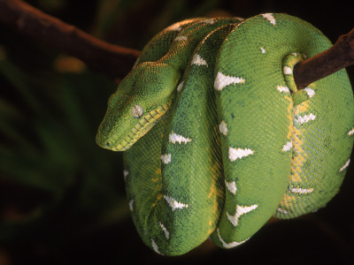 Emerald Tree Boa (Corallus Canina), Ecuador, Amazon, South America by Pete Oxford Pricing Limited Edition Print image