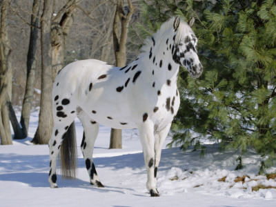 Appaloosa Horse In Snow, Illinois, Usa by Lynn M. Stone Pricing Limited Edition Print image