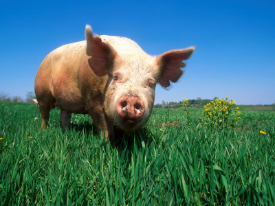 Domestic Pig Portrait, Yorkshire Breed by Lynn M. Stone Pricing Limited Edition Print image