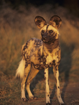 Arican Wild Dog Portrait (Lycaon Pictus) De Wildt, S. Africa by Tony Heald Pricing Limited Edition Print image