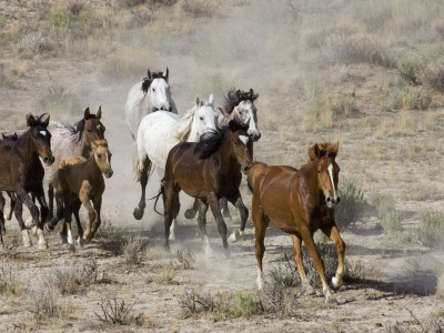 Herd Of Wild Horses, Cantering Across Sagebrush-Steppe, Adobe Town, Wyoming, Usa by Carol Walker Pricing Limited Edition Print image