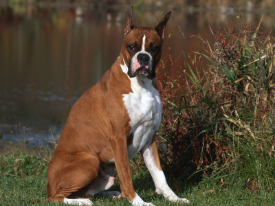 Boxer Dog Sitting, Illinois, Usa by Lynn M. Stone Pricing Limited Edition Print image