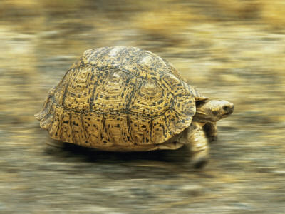 Leopard Tortoise (Geochelone Pardalis) Running by Jane Burton Pricing Limited Edition Print image