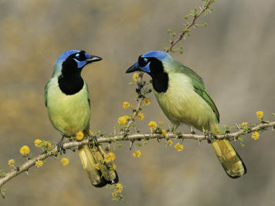 Green Jay Pair, Texas, Usa by Rolf Nussbaumer Pricing Limited Edition Print image