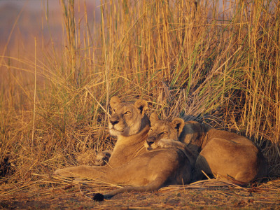 Lions Basking In Sun, Linyanti, Botswana by Peter Oxford Pricing Limited Edition Print image