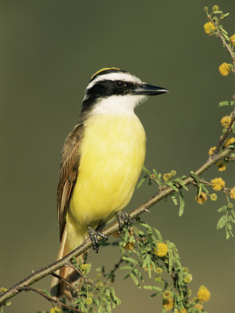 Great Kiskadee, Texas, Usa by Rolf Nussbaumer Pricing Limited Edition Print image