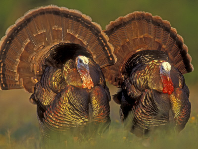 Wild Turkey Males Displaying, Texas, Usa by Rolf Nussbaumer Pricing Limited Edition Print image