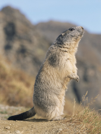 Alpine Marmot Calling, Switzerland by Rolf Nussbaumer Pricing Limited Edition Print image