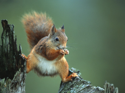Red Squirrel Balancing On Pine Stump, Norway by Niall Benvie Pricing Limited Edition Print image