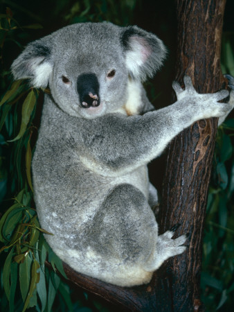 Koala, In Tree, Queensland, Australia by Lynn M. Stone Pricing Limited Edition Print image