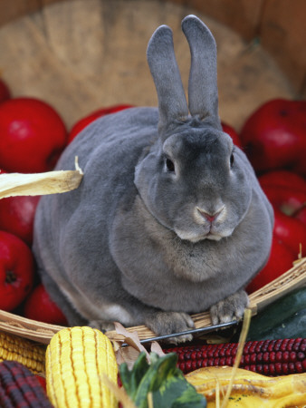 Domestic Rabbit, Mini Rex Breed by Lynn M. Stone Pricing Limited Edition Print image