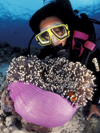 Diver With False Clown Anemonefish, In Anemone by Jurgen Freund Pricing Limited Edition Print image