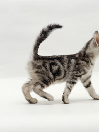 Domestic Cat, 8-Week, Silver Tabby Male Kitten by Jane Burton Pricing Limited Edition Print image