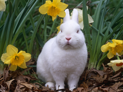 Domestic Albino Netherland Dwarf Rabbit, Amongst Daffodils, Usa by Lynn M. Stone Pricing Limited Edition Print image